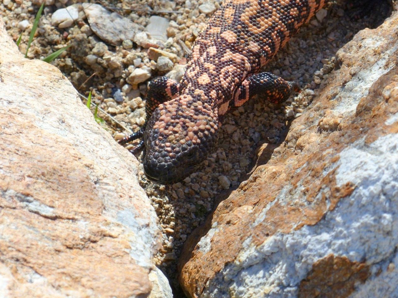Southern Arizona Gila monsters